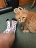 Custom Cat Socks